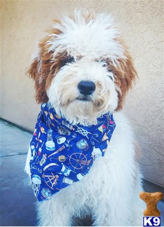 dixiegoldendoodles Picture 3